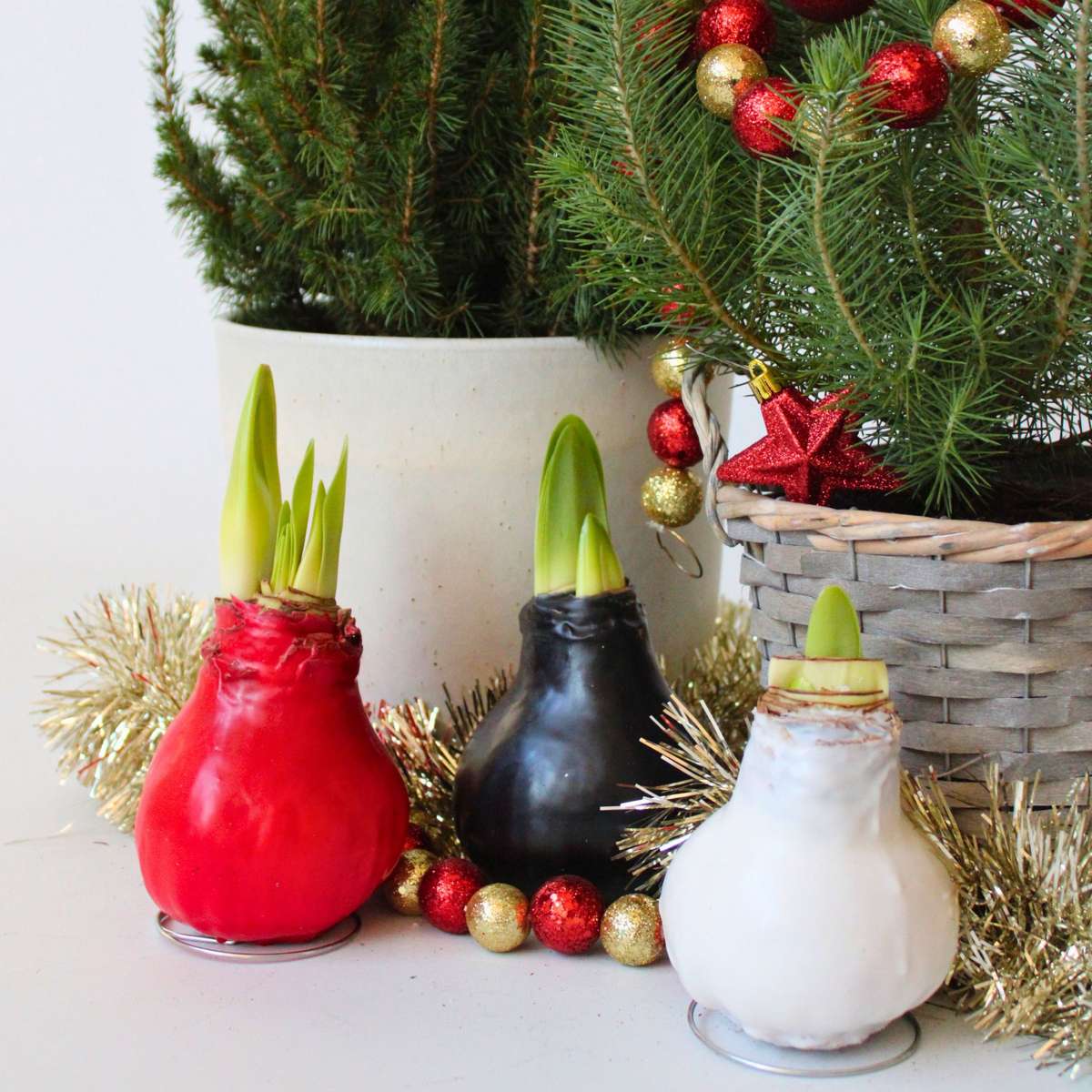 Amaryllis - Hippeastrum 'Wax White' - Bulbe de fleur - Rouge