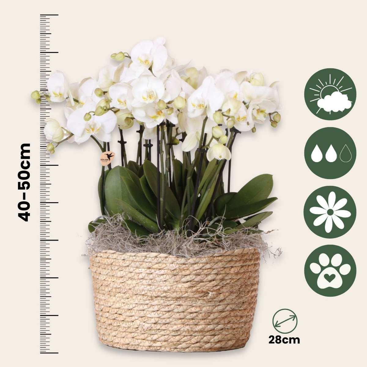 Orchidée en panier blanc - Phalaenopsis - Hauteur 40–50cm - ⌀28cm