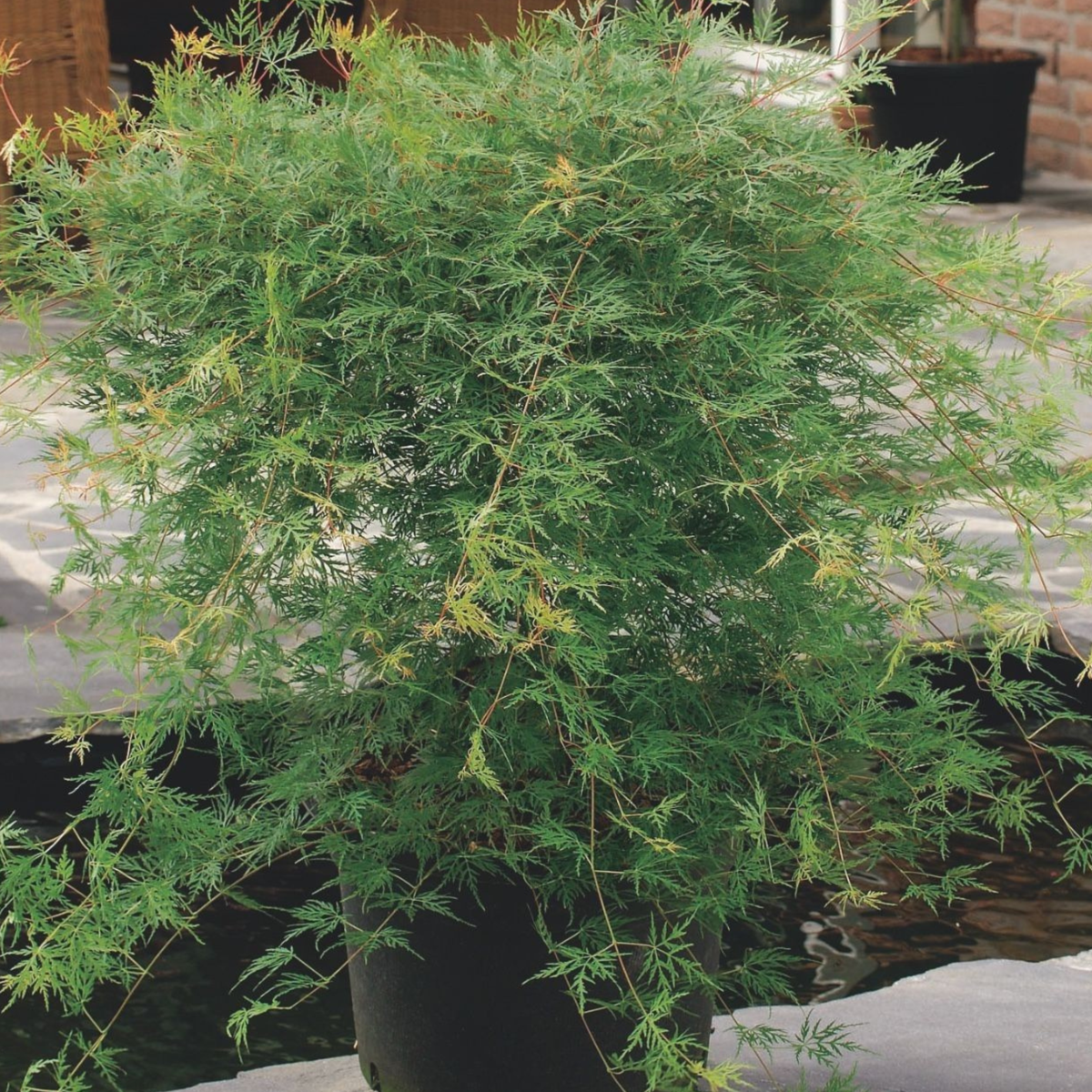 Japanese maple - Acer palmatum 'Emerald Lace' - Height 60-70cm - ⌀19cm