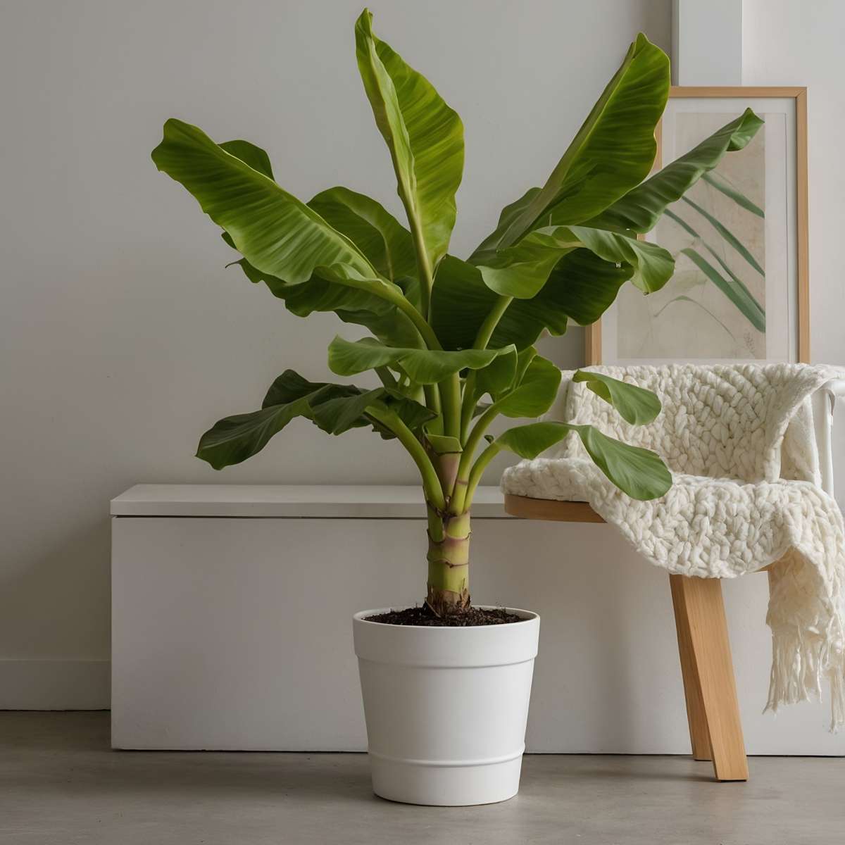 Bananier du Japon - Set de 2 - Musa basjoo - Hauteur 55-70cm - ⌀21cm