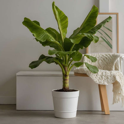 Bananier du Japon - Set de 2 - Musa basjoo - Hauteur 55-70cm - ⌀21cm