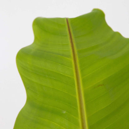 Bananier du Japon - Set de 2 - Musa basjoo - Hauteur 55-70cm - ⌀21cm