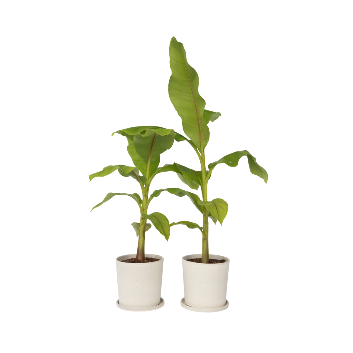 Bananier du Japon - Set de 2 - Musa basjoo - Hauteur 55-70cm - ⌀21cm