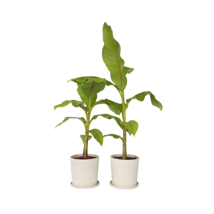 Bananier du Japon - Set de 2 - Musa basjoo - Hauteur 55-70cm - ⌀21cm