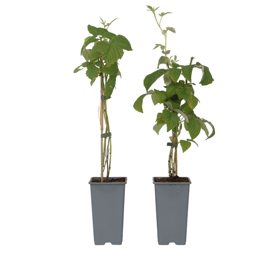 Raspberry plant - 2 pcs. - Rubus idaeus 'Malling Promise' - H50-60cm - ⌀15cm