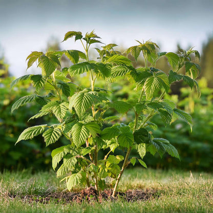 Framboisier - Set de 4 - Rubus idaeus 'Malling Promise' - H50-60cm - ⌀15cm