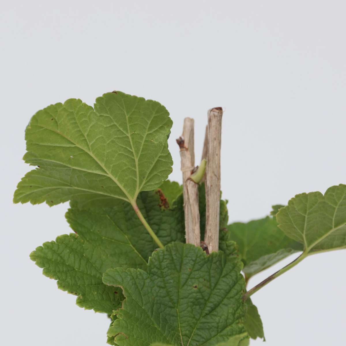 Groseillier à grappes - Set de 2 - Ribes rubrum - Hauteur 50-60cm - ⌀15cm