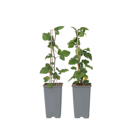Groseillier à grappes - Set de 2 - Ribes rubrum - Hauteur 50-60cm - ⌀15cm