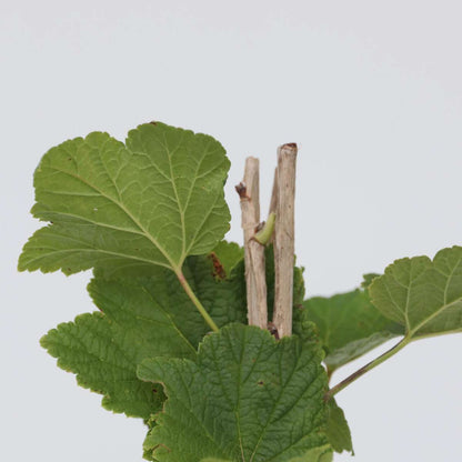 Groseillier à grappes - Set de 4 - Ribes rubrum - Hauteur 50-60cm - ⌀15cm