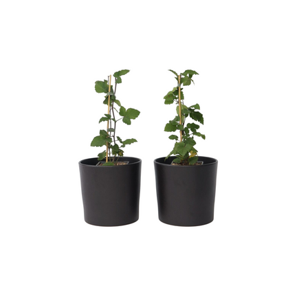 Groseillier à grappes - Set de 2 - Ribes rubrum - Hauteur 50-60cm - ⌀15cm