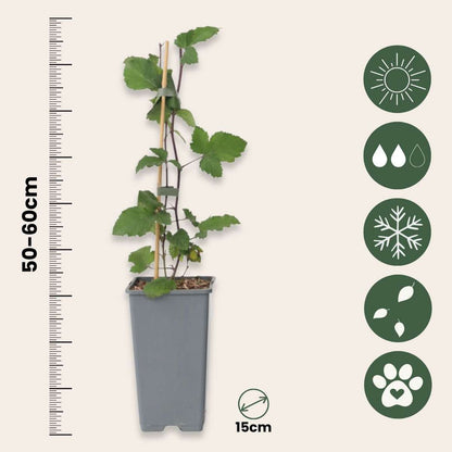 Groseillier à grappes - Set de 4 - Ribes rubrum - Hauteur 50-60cm - ⌀15cm