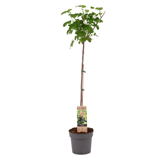 Blackcurrant plant - Ribes nigrum 'Titania' - Height 90-100cm - ⌀21cm