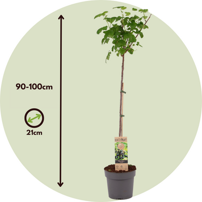 Cassis - Ribes nigrum 'Titania' - Hauteur 90-100cm - ⌀21cm