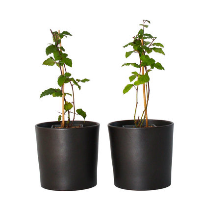 Mûrier - Set de 2 - Rubus fruticosus 'Thornfree' - Hauteur 50-60cm - ⌀15cm
