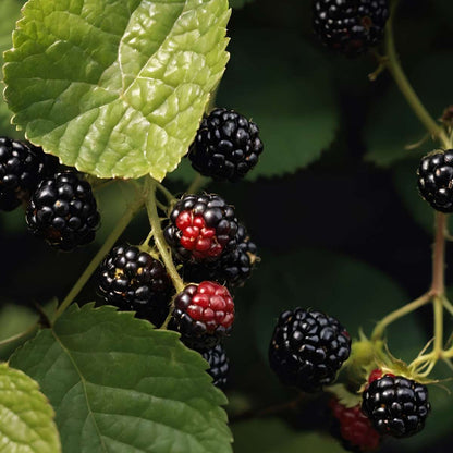 Mûrier - Set de 4 - Rubus fruticosus 'Thornfree' - Hauteur 50-60cm - ⌀15cm