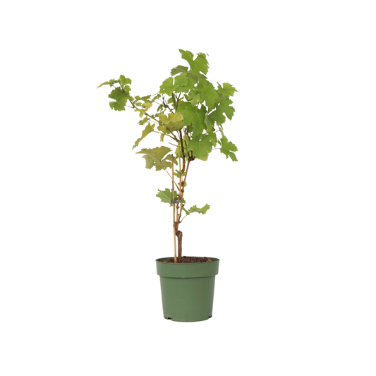 Common grape vine - Vitis vinifera ‘Himrod’ - Height 60-75cm - ⌀21cm