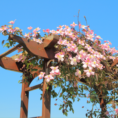 Clématite - Set de 2 - Clematis montana 'Fragrant Spring' - H60-70cm - ⌀15cm