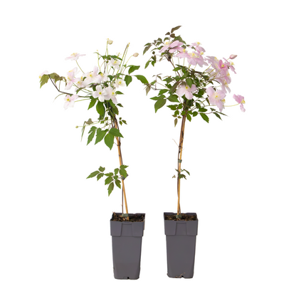 Clématite - Set de 2 - Clematis montana 'Fragrant Spring' - H60-70cm - ⌀15cm