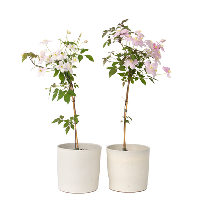 Clématite - Set de 2 - Clematis montana 'Fragrant Spring' - H60-70cm - ⌀15cm