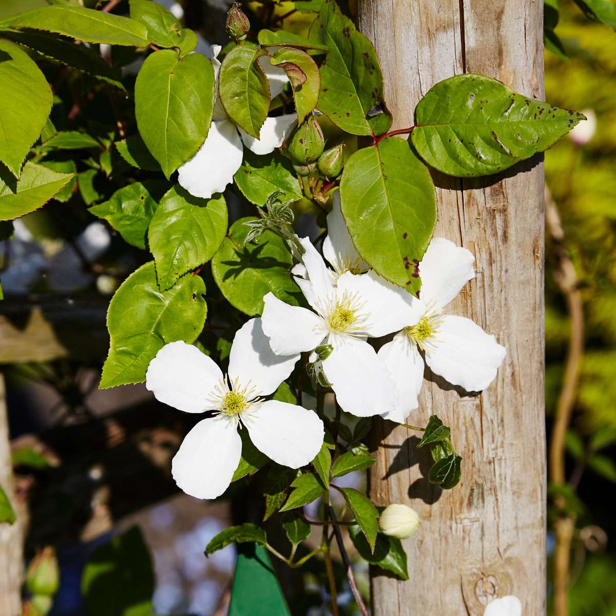 Clématite - Set de 2 - Clematis montana 'Grandiflora' - Hauteur 60-70cm - ⌀15cm