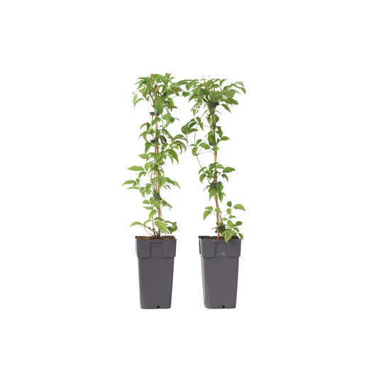 Leather flower - 2 pcs. - Clematis montana 'Grandiflora' - H60-70cm - ⌀15cm