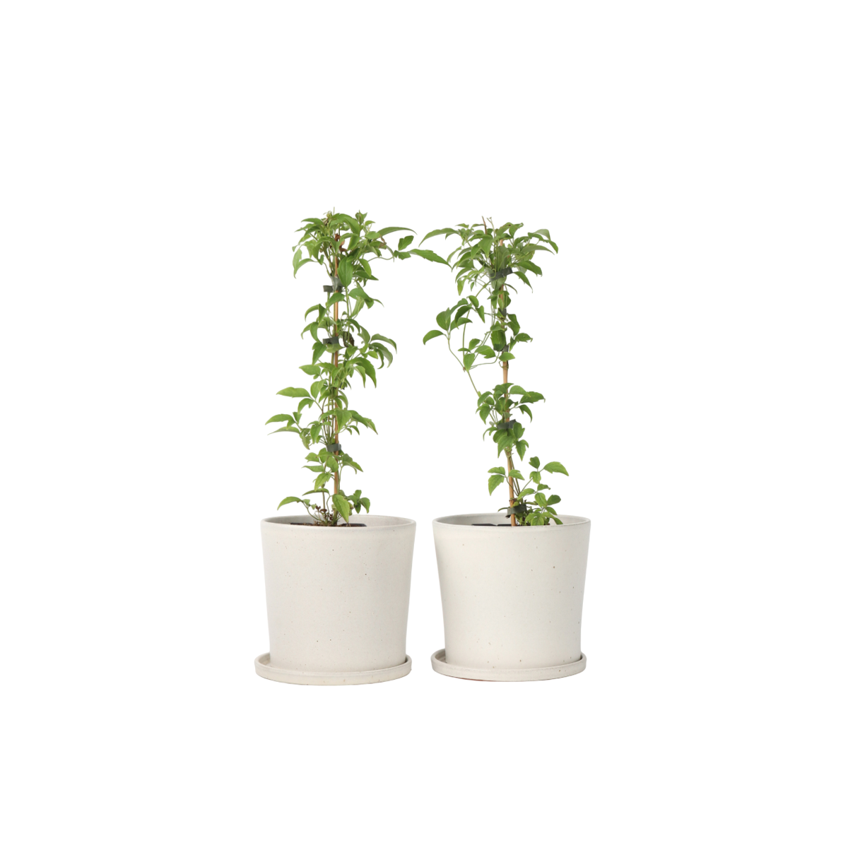 Clématite - Set de 2 - Clematis montana 'Grandiflora' - Hauteur 60-70cm - ⌀15cm