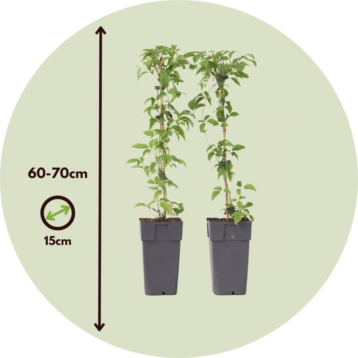 Clématite - Set de 2 - Clematis montana 'Grandiflora' - Hauteur 60-70cm - ⌀15cm