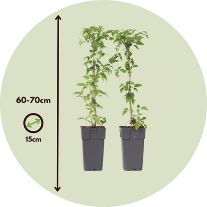 Clématite - Set de 2 - Clematis montana 'Grandiflora' - Hauteur 60-70cm - ⌀15cm