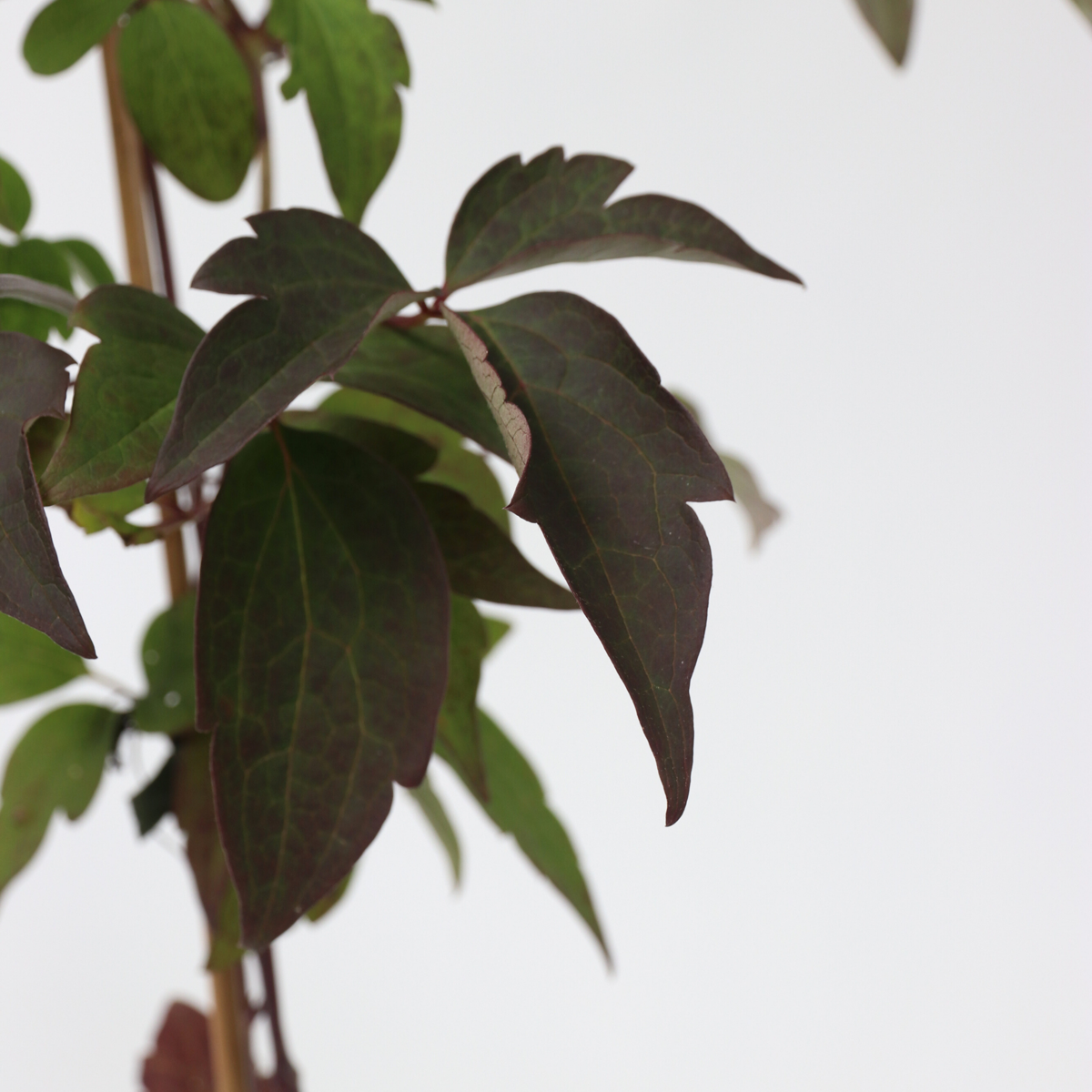 Clématite - Set de 2 - Clematis Grandiflora, Fragrant Spring - H60-70cm - ⌀15cm