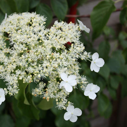 Hortensia - Set de 2 - Hydrangea anomale Petiolaris - Hauteur 60-70cm - ⌀15cm