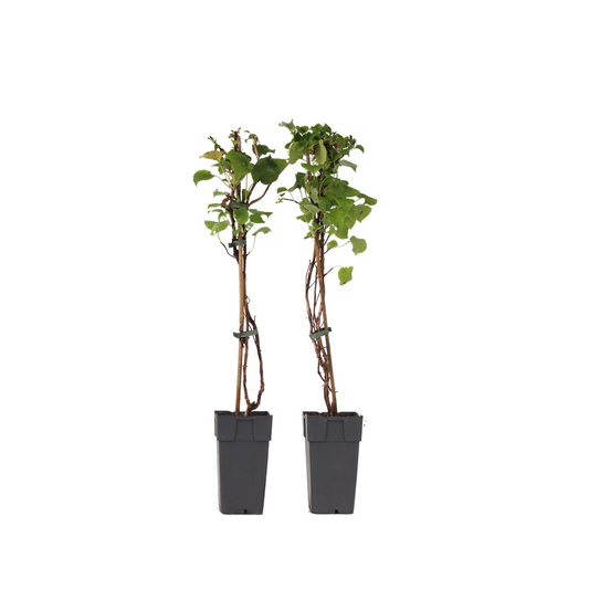 Hortensia - Set de 2 - Hydrangea anomale Petiolaris - Hauteur 60-70cm - ⌀15cm