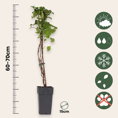 Hortensia - Set de 2 - Hydrangea anomale Petiolaris - Hauteur 60-70cm - ⌀15cm