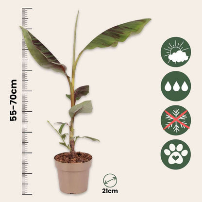 Plante à bananes rouges -  Musa sikkimensis Ever Red - Hauteur 55-70cm - ⌀21cm
