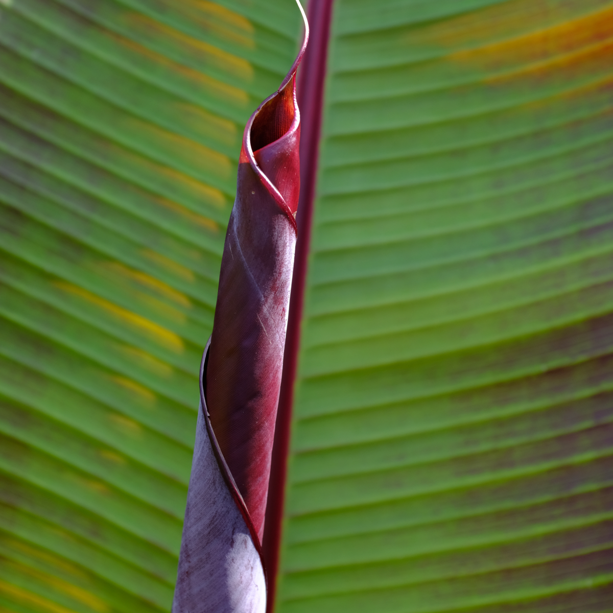 Red banana plant - Set of 2 - Ensete ventricosum - Height 55-70cm - ⌀21cm