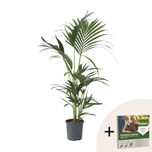 Kentia Palm - Howea forsteriana - Height 90-100cm - ⌀18cm