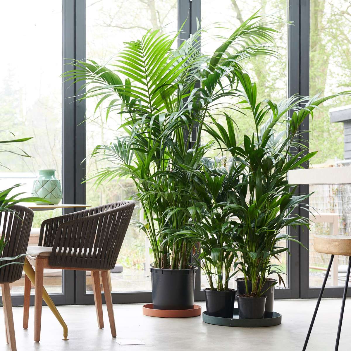 Kentia Palm - Howea forsteriana - Height 90-100cm - ⌀18cm