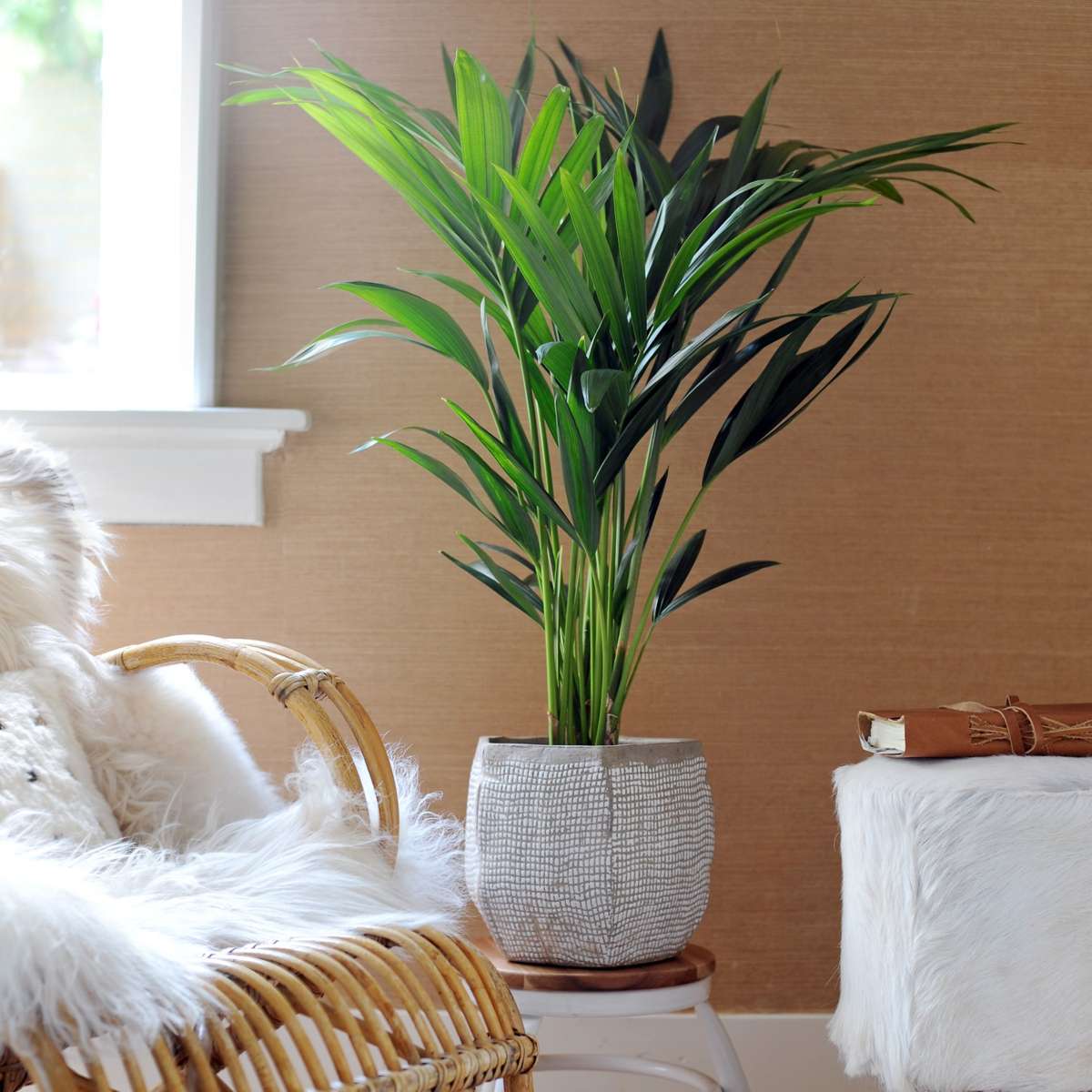 Kentia Palm - Howea forsteriana - Height 90-100cm - ⌀18cm