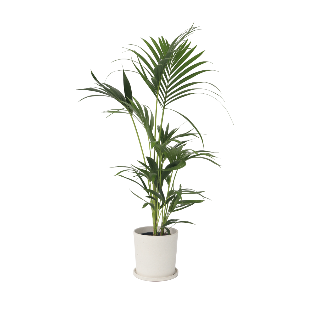 Kentia Palm - Howea forsteriana - Height 90-100cm - ⌀18cm
