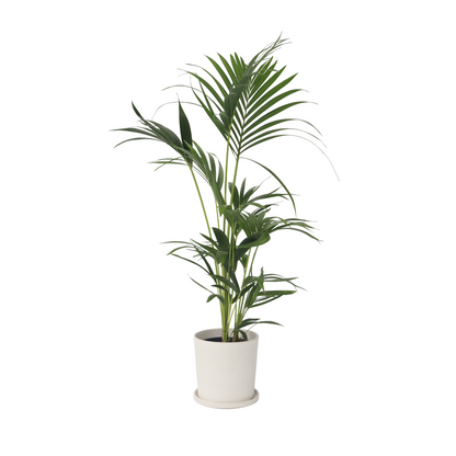 Kentia Palm - Howea forsteriana - Height 90-100cm - ⌀18cm