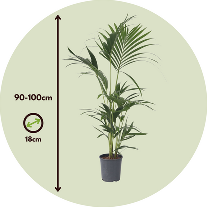 Kentia Palm - Howea forsteriana - Height 90-100cm - ⌀18cm