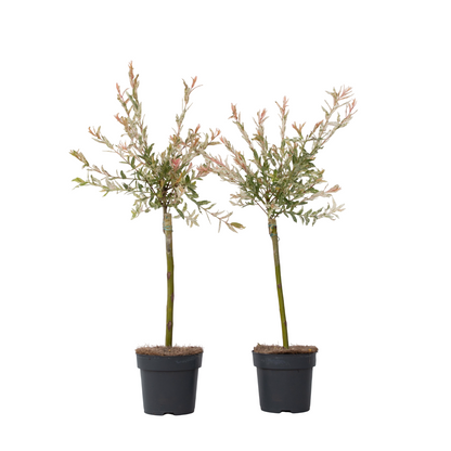 Saule crevette - Set de 2 - Salix integra 'Flamingo' - Hauteur 60-80cm - ⌀17cm