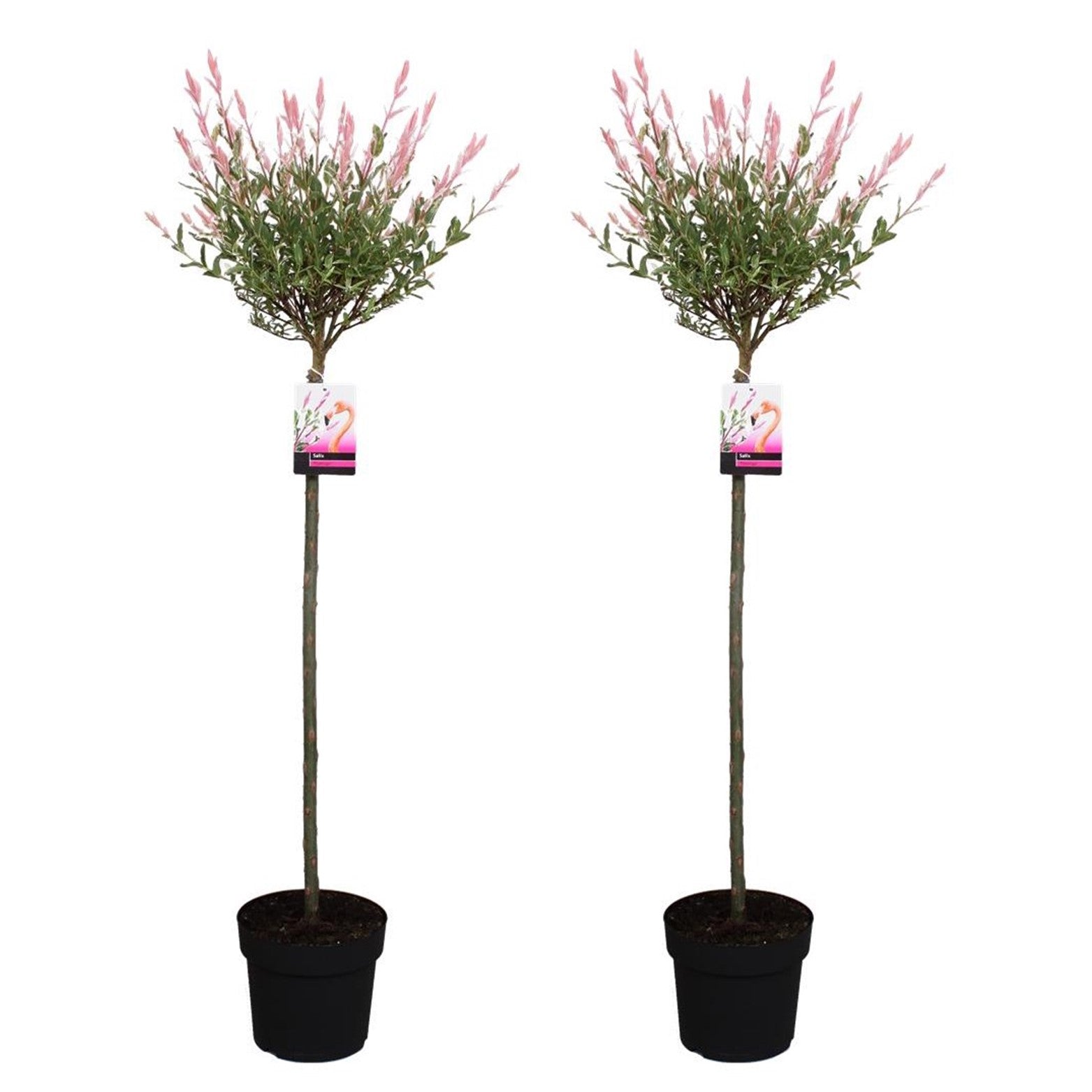 Saule crevette - Set de 2 - Salix integra 'Flamingo' - Hauteur 110-120cm - ⌀21cm - TD Plantz