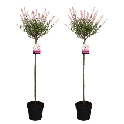 Saule crevette - Set de 2 - Salix integra 'Flamingo' - Hauteur 110-120cm - ⌀21cm - TD Plantz