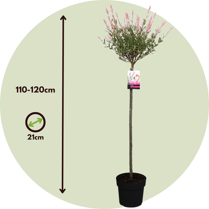 Saule crevette - Set de 2 - Salix integra 'Flamingo' - Hauteur 110-120cm - ⌀21cm - TD Plantz