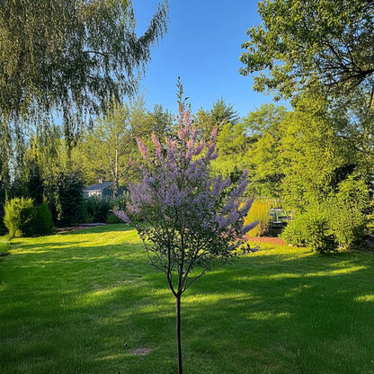 Saule crevette - Salix integra 'Flamingo' - Hauteur 90-110cm - Pot 19cm