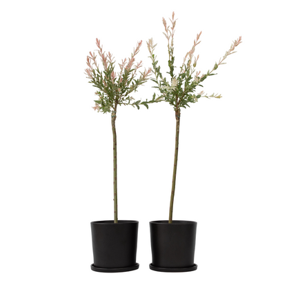 Saule crevette - Set de 2 - Salix integra 'Flamingo' - Hauteur 90-110cm - ⌀19cm