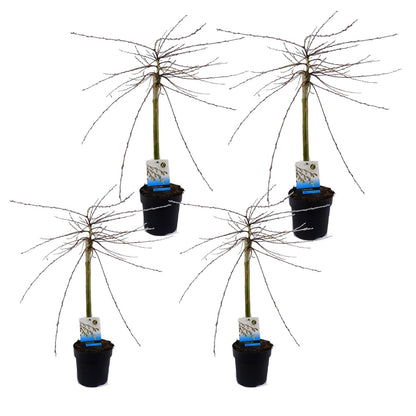 Saule rampant - Set de 4 - Salix repens 'Iona' - Hauteur 70-80cm - ⌀14cm