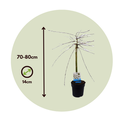 Saule rampant - Set de 4 - Salix repens 'Iona' - Hauteur 70-80cm - ⌀14cm