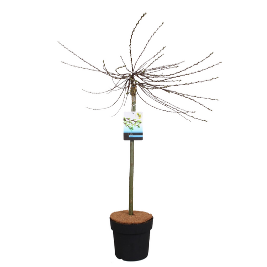 Iona Willow - Salix repens 'Iona' - Height 80-90cm - ⌀19cm