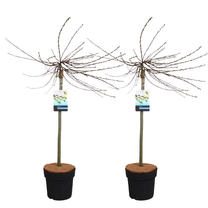 Saule rampant - Set de 2 - Salix repens 'Iona' - Hauteur 80-90cm - ⌀19cm - TD Plantz